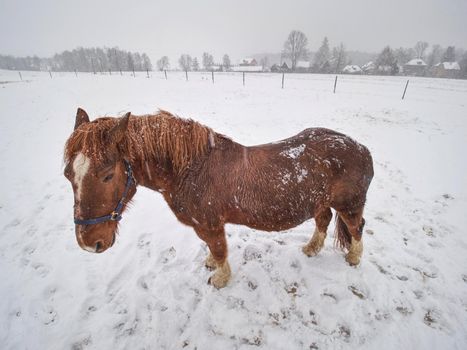 Horse standing on snow covered field while gentle snowing