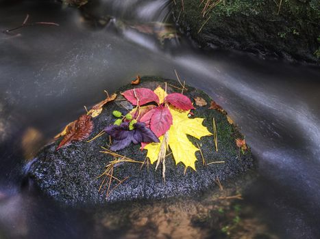 Autumn bouquet of flowers and leaves on stone in a creek