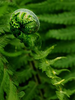 Fresh fern leaf,  unrolling a young frond at a botanical garden