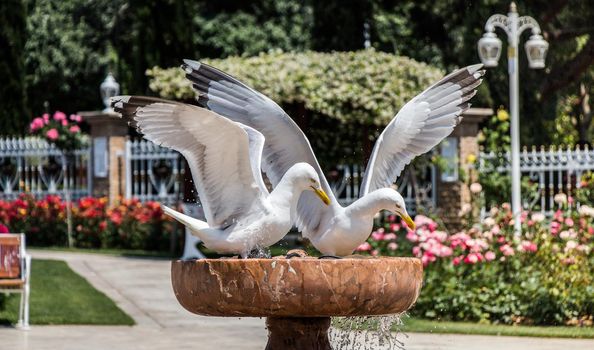 Seagulls as sea bird in rose garden by the fountain