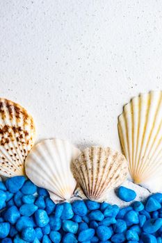 Sea shells as a summer background