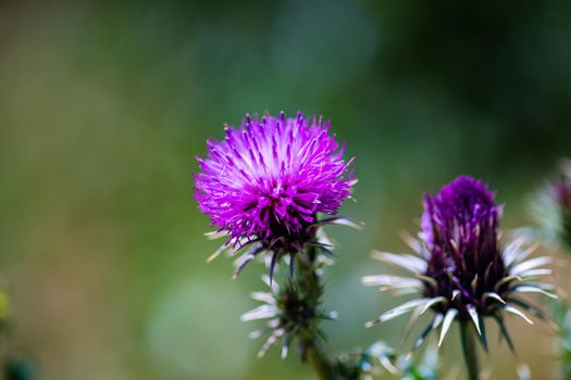 Thistle plant in a mountain meadow