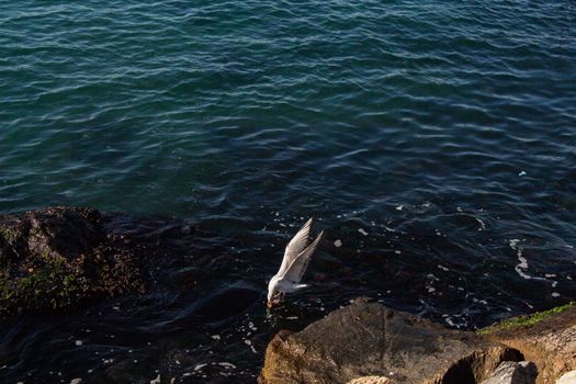 Single Seagull as seabird is over sea water