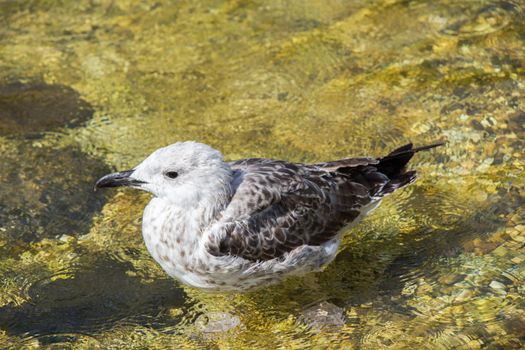 Single seagull in shallow water 