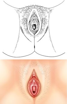Diagram showing female vagina
