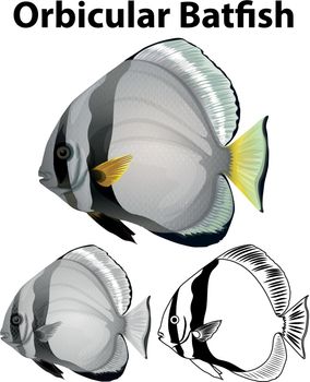 Orbicular batfish in three sketches