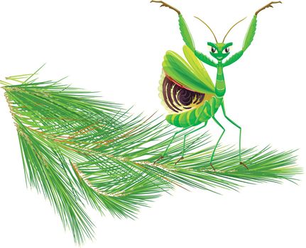 Mantis on Pine Tree Branch