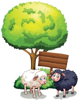 White and black sheeps in garden