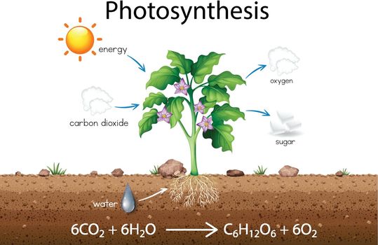 Photosynthesis explanation science diagram