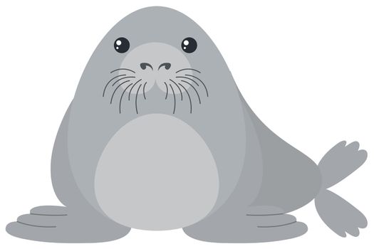 Cute seal on white background