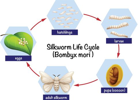 Silkworm life cycle diagram