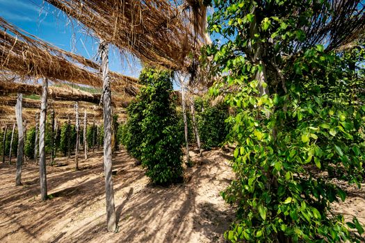 peppercorn vines growing in organic pepper farm in kampot cambodia