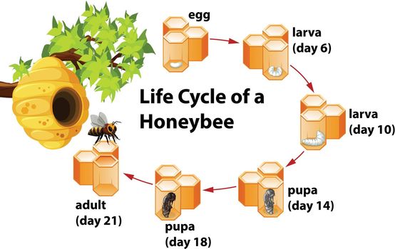 Life cycle of a honeybee