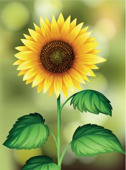 A Sunflower on Nature Background