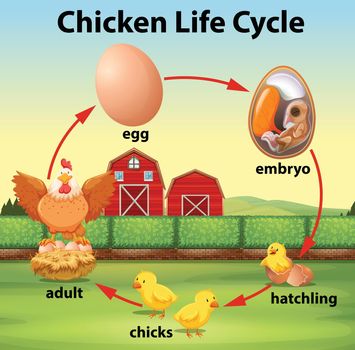 Science chicken life cycle