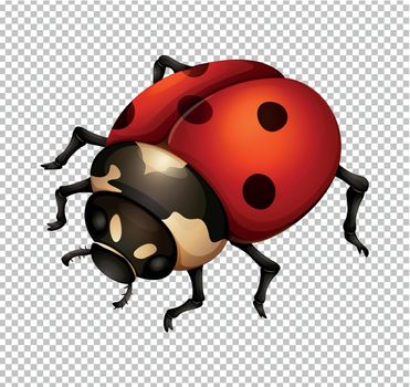 Ladybug in fine details