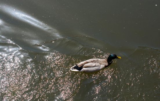 Wild duck swimming in the pond