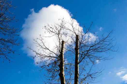 Two leafless trees in sky with clouds in autumn