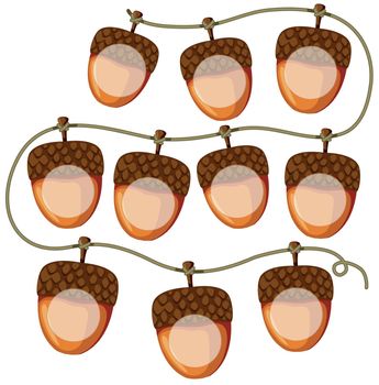 set of acorns on string
