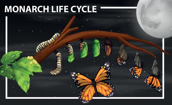 Monarch life cycle diagram