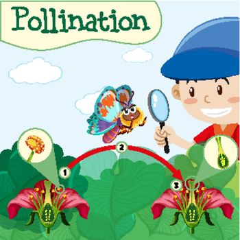Pollination diagram with boy and flower