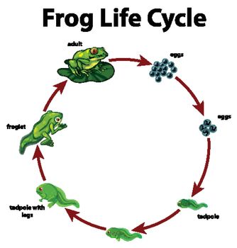 Diagram showing life cycle of frog