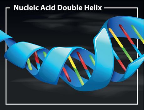 Nucleic acid double helix