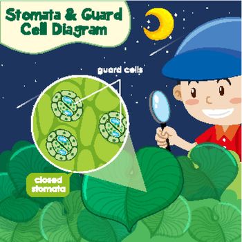 Diagram showing stomata and guard cell diagram