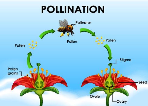 Diagram showing pollination cycle