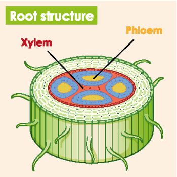 Diagram showing root structure