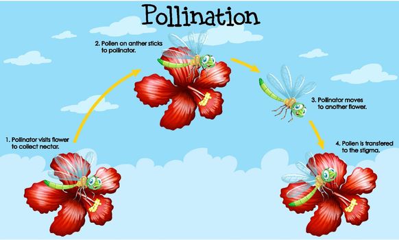 Diagram showing pollination with flowers and bugs