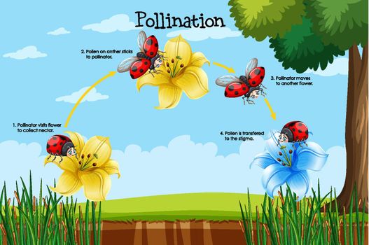 Diagram showing pollination with flower and bug