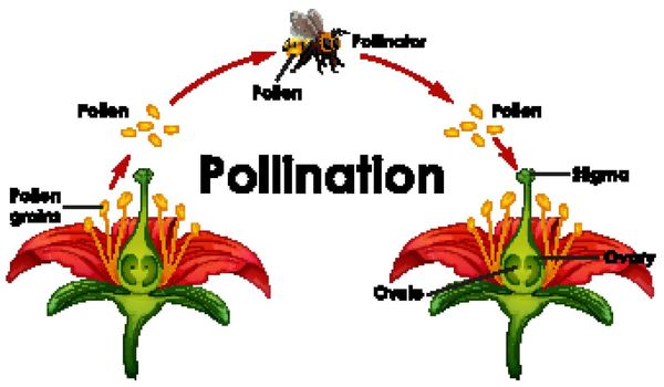 Diagram showing pollination with flower and bee