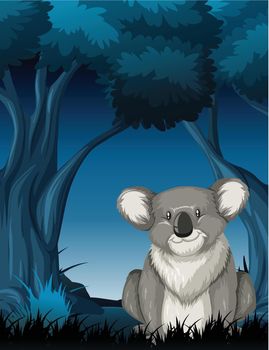 Koala in night scene