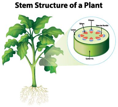 Diagram showing stem structure of a plant