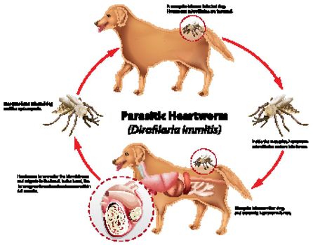 Diagram showing parasitic heartworm