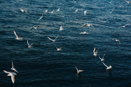 Seagulls as seabirds are on and  over sea water