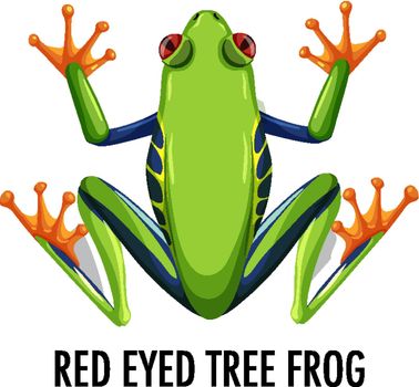 Red eyed tree frog isolated on white background