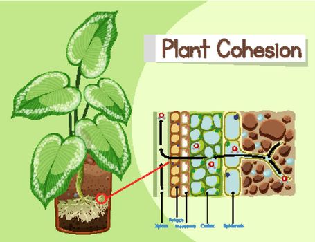 Diagram showing Plant Cohesion