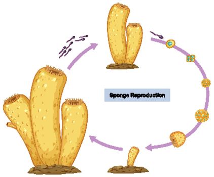 Sexual Reproduction of Sponges Diagram