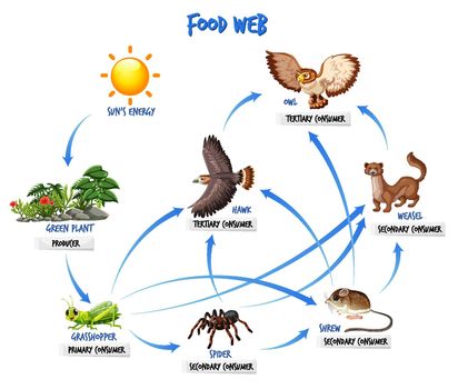 Food chain diagram concept
