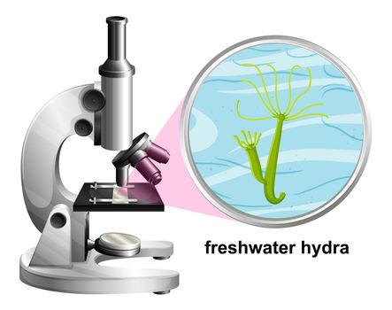 Microscope with anatomy structure of Freshwater Hydra on white background