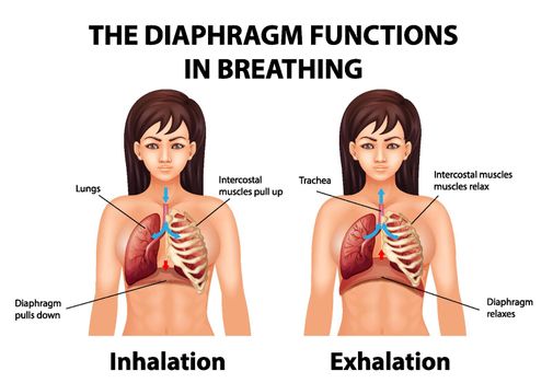 The diaphragm functions in breathing