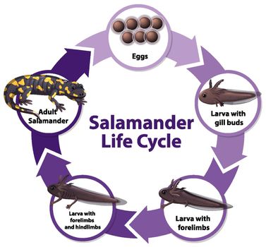 Salamander Life Cycle Diagram