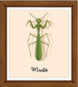 Mantis on wooden frame