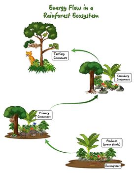 Energy flow in a rainforest ecosystem diagram