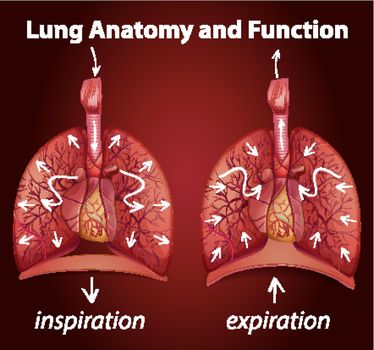 Lung anatomy and functions for education