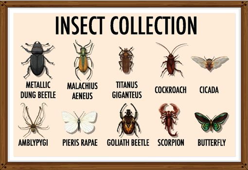 Entomology list of insect collection