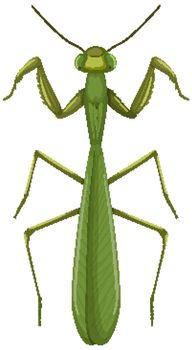 Green mantis or grasshopper isolated on white background