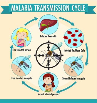 Malaria transmission cycle information infographic